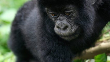 Everything you need to know about mountain gorilla trekking