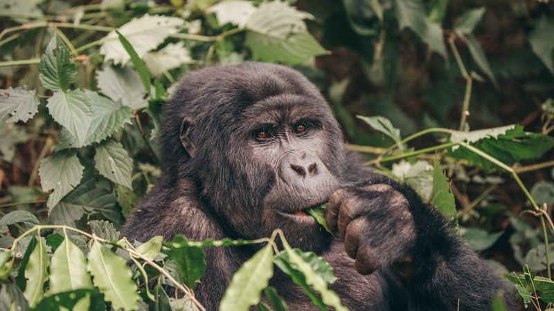 A gorilla eating leaves