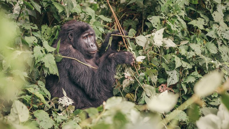 A gorilla in Uganda