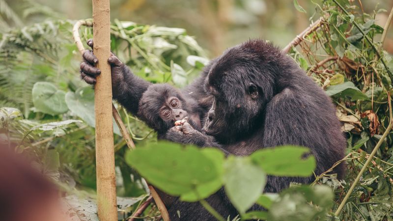 A mother and baby gorilla