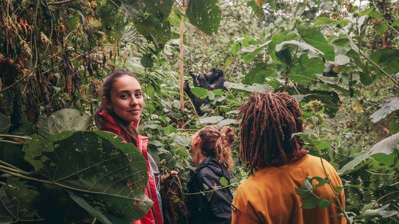 Three travellers watch a gorilla