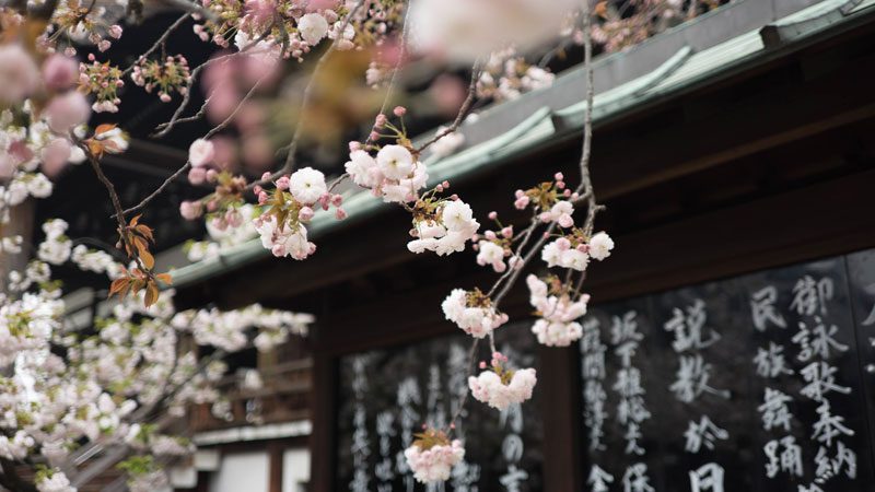 Travel-season-guide,-Japan-blossom---Unsplash