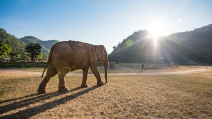 wildlife tourism website wildlife tourism website