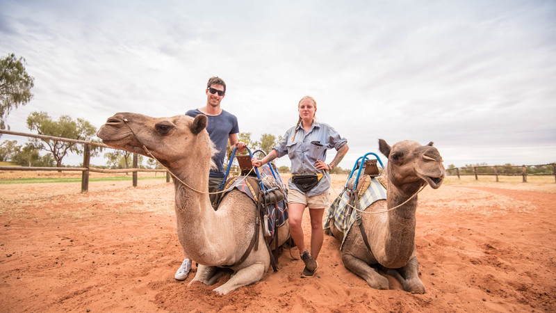 Travelers and Camels preparing for walk at Uluru