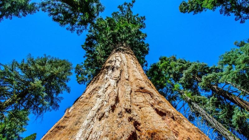 A towering sequoia in the national park. 