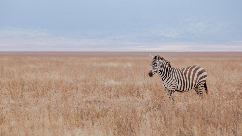 A lone zebra stands in Ngorongoro Crater