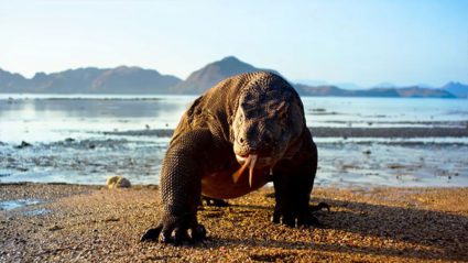 How to travel like BBC’s Planet Earth