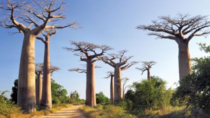 Lost World: Madagascar as you’ve never seen it before