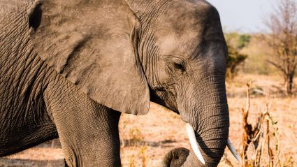 South Luangwa National Park: Africa’s best kept secret