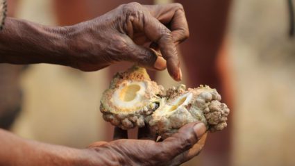 Can I eat that? A rough guide to Aussie bush tucker