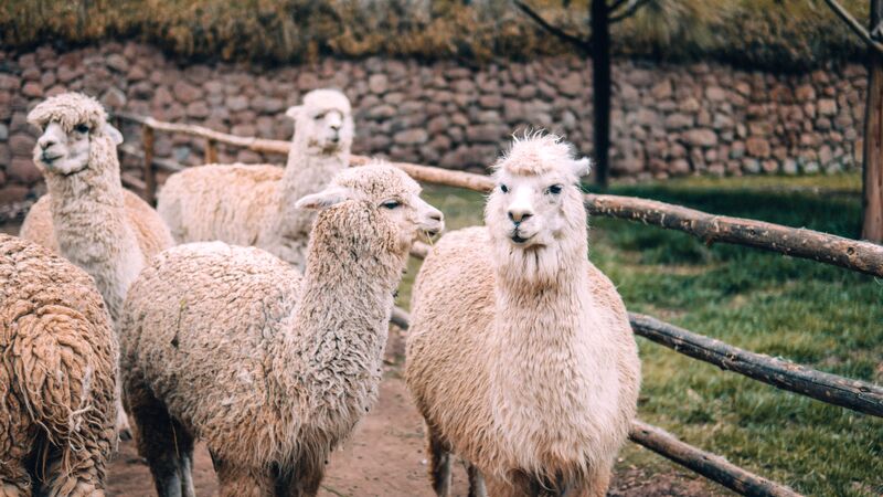 A herd of alpacas in Peru