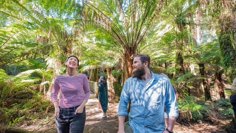 Travellers walking through a rainforest in Australia