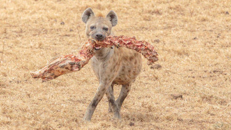 Hyena with wildebeest spine
