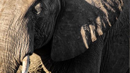 Africa through the lens with photographer Ben McRae