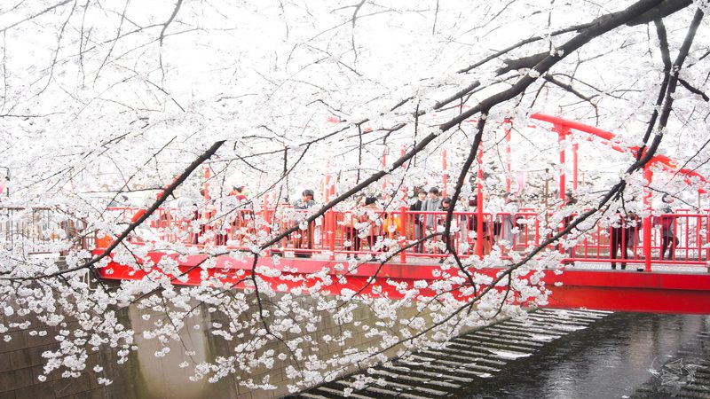 Meguro River Tokyo