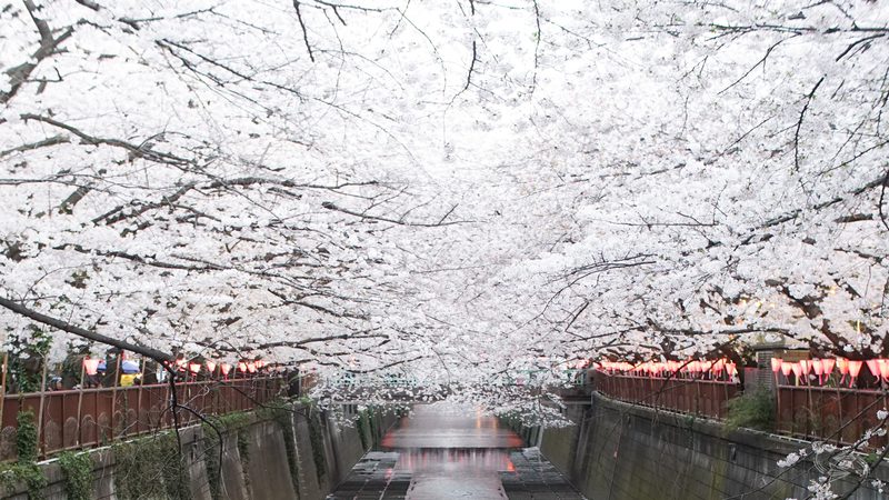 Meguro River Tokyo