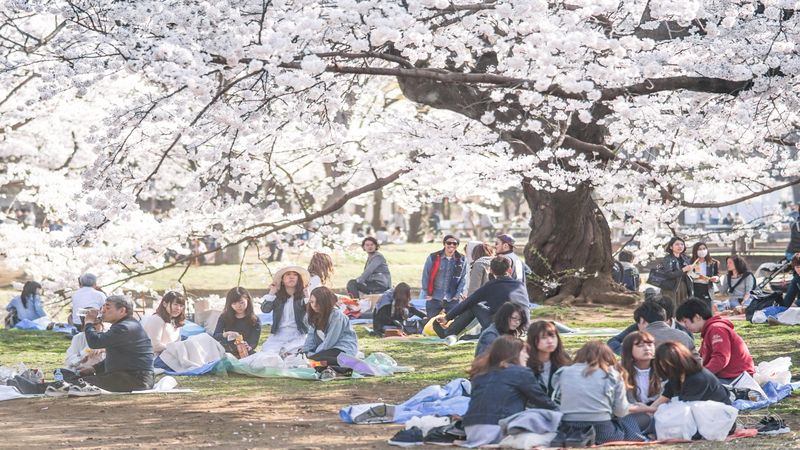 Cherry blossoms in Yoyogi Park