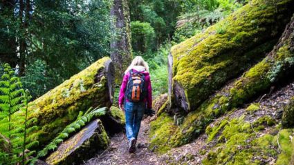 This is what a Tasmania group tour looks like