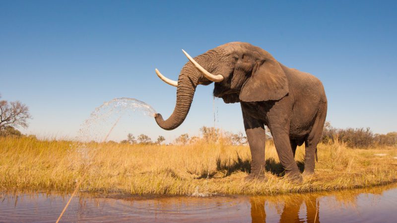 Botswana elephant