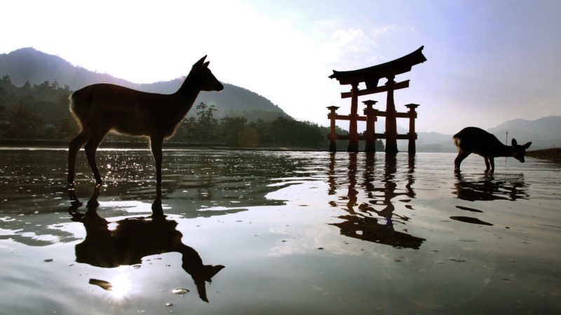 Miyajima Hiroshima Japan