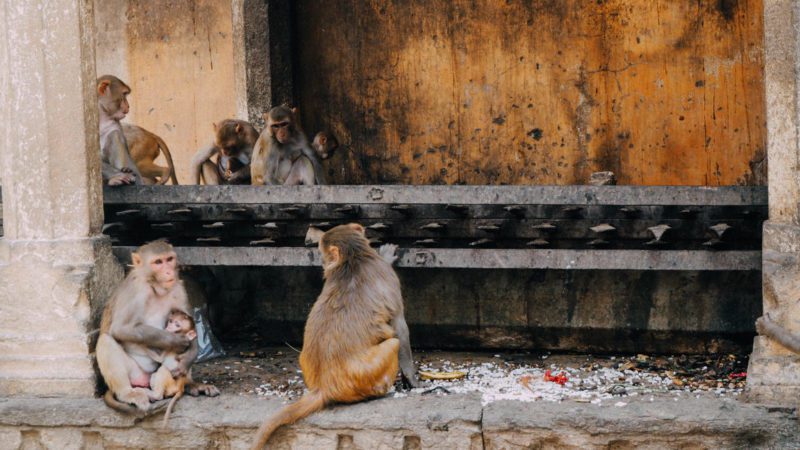 Monkey Temple Jaipur India