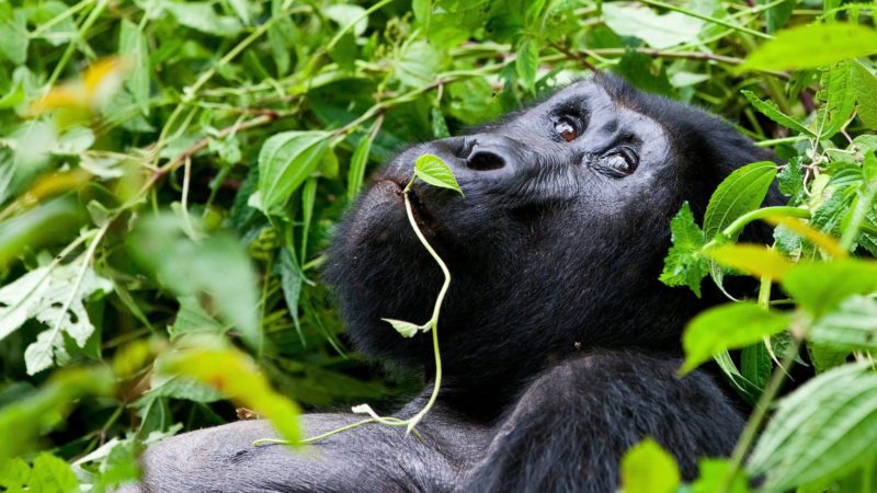 Uganda gorilla