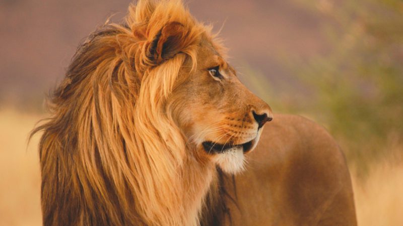 South Africa lion