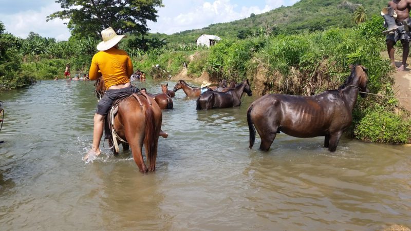 Cuba Trinidad horses