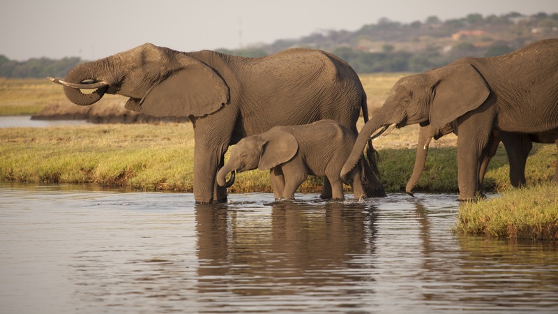 Safari Africa