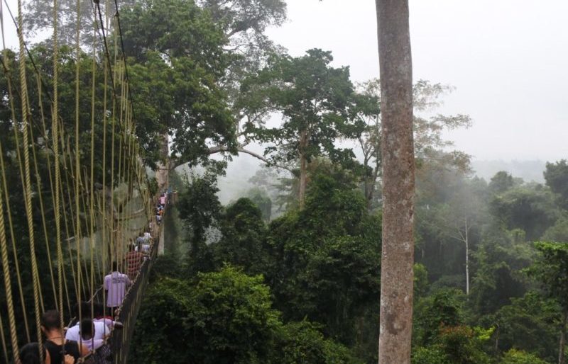 Ghana rainforest