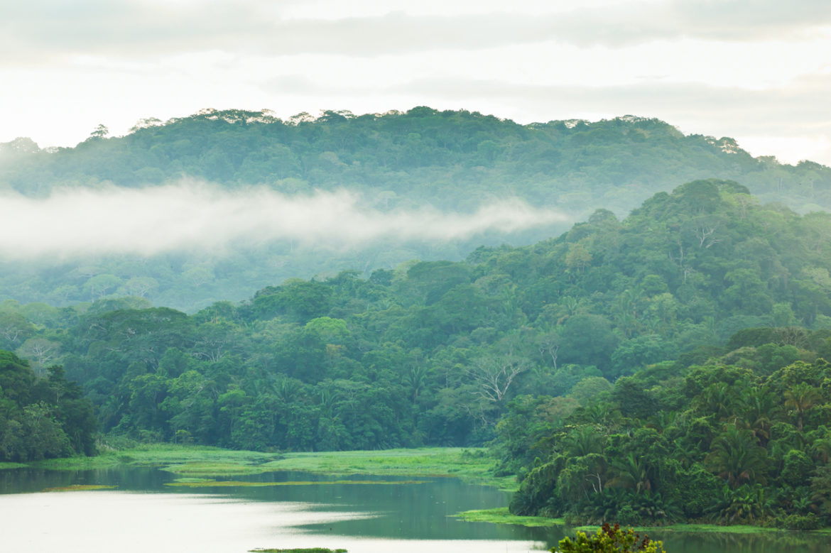 Peru jungle