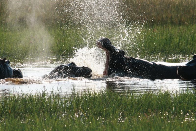 Hippos Moremi Game Reserve Botswana safari