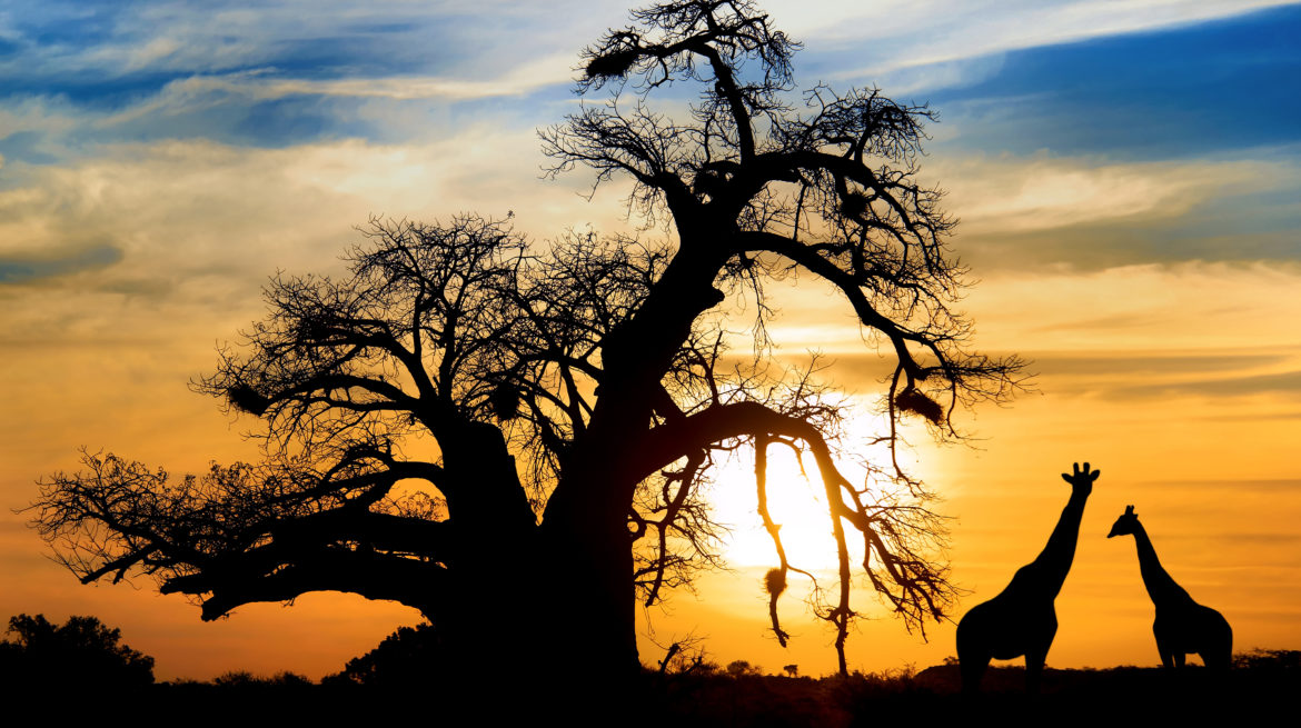 african safari best time of year