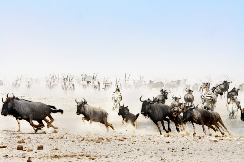 Etosha National Park, Namibia