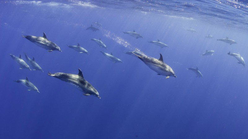Dolphins diving in the Azores