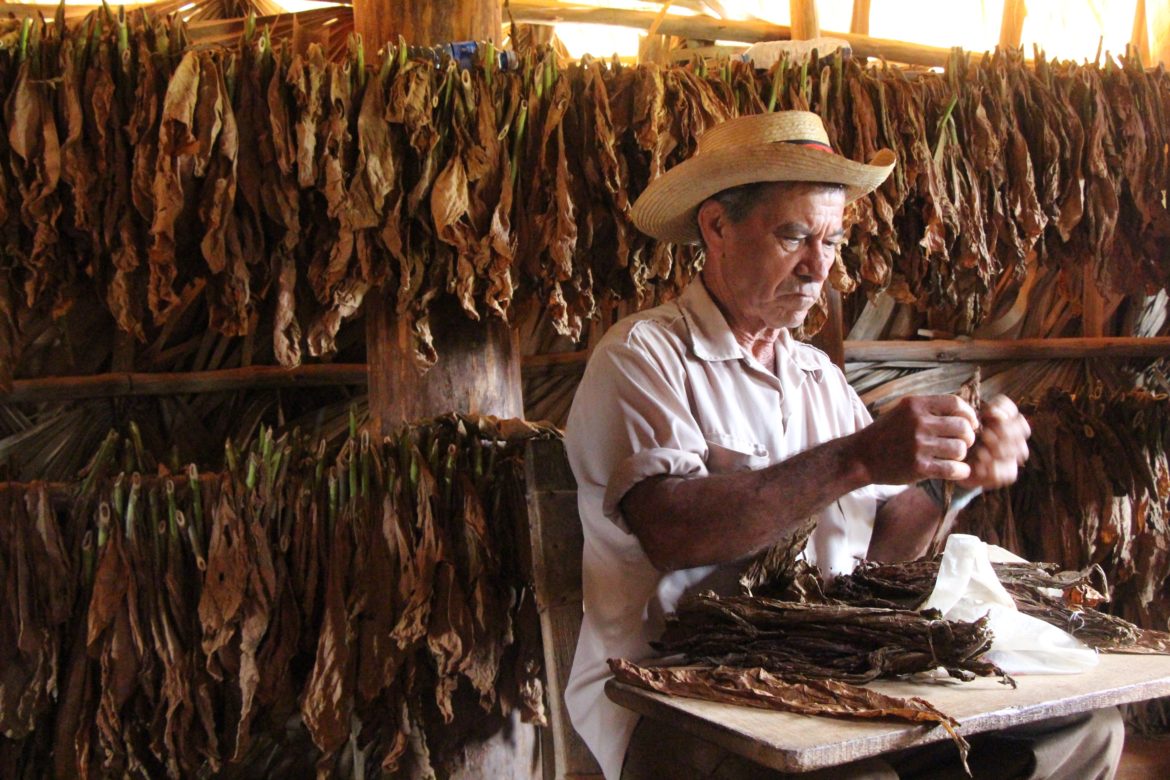 Cuba cigar