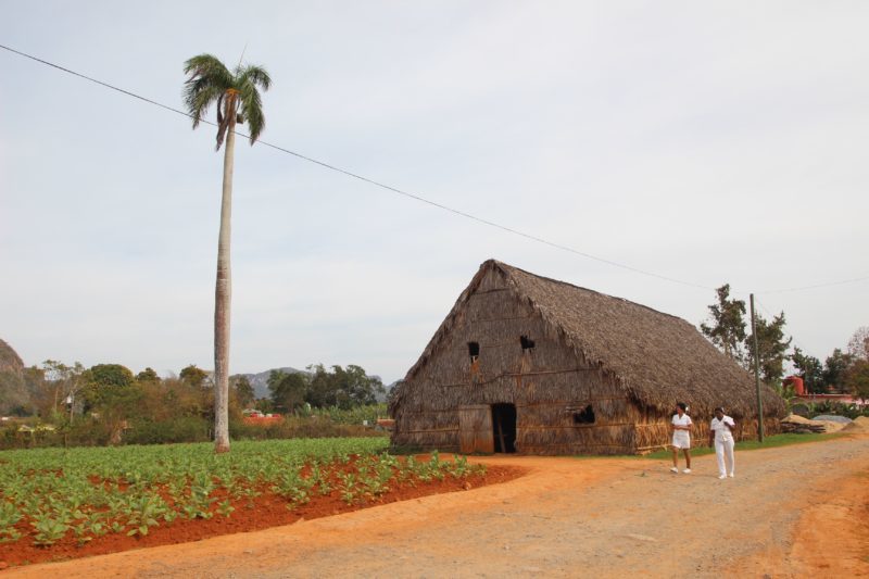 Cuba cigar