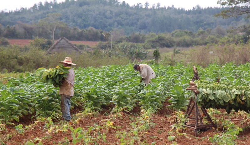 Cuba cigars