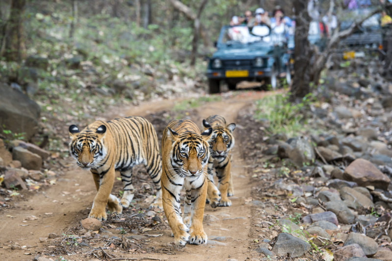 Rathambore National Park Rajasthan India