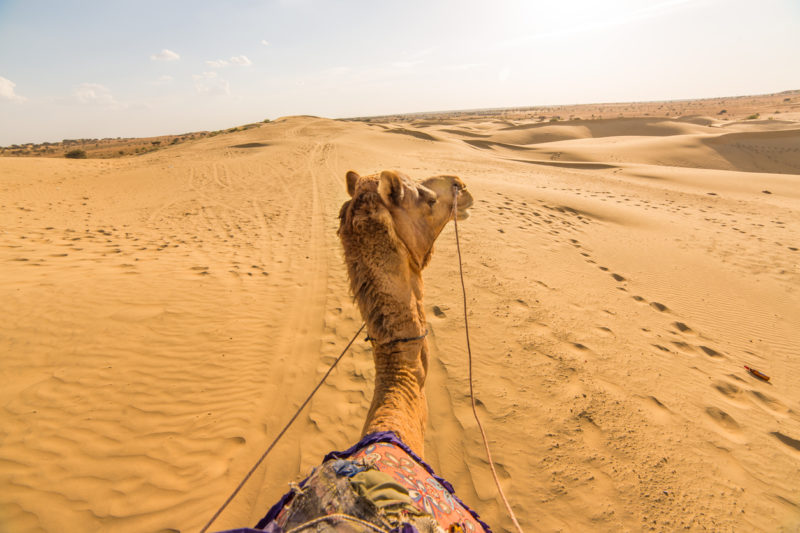 Camel Thar desert, Rajasthan, India