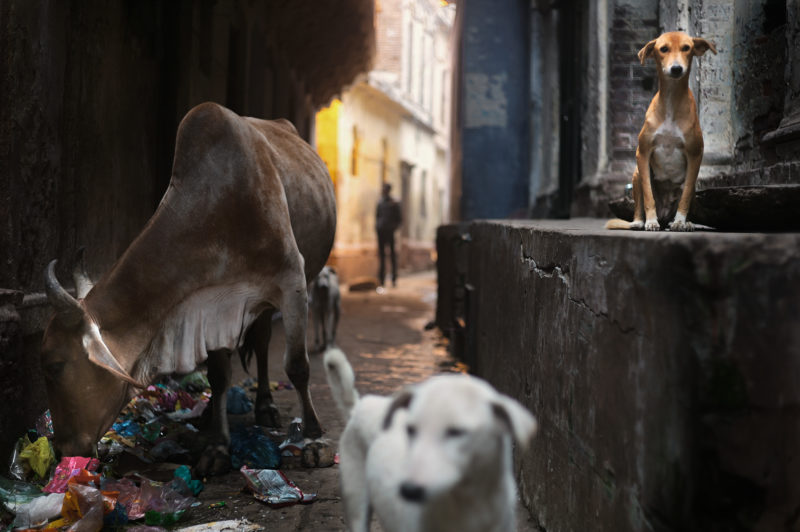 Varanasi India