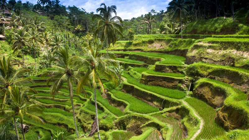 Ubud Bali