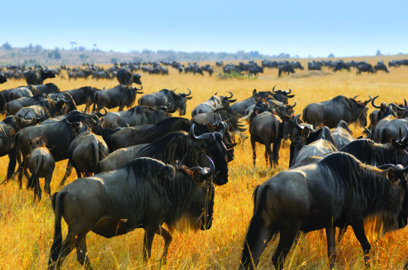 Wildebeest Migration safari Kenya