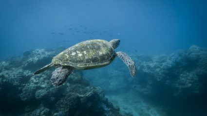 Why we need to act now to protect our oceans from climate change