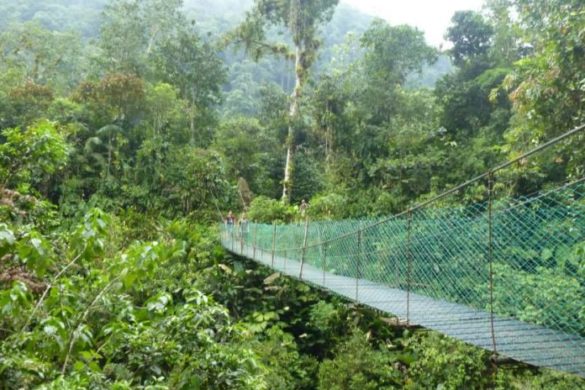 Ciudad Perdida jungle trek