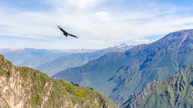 colca peru tours