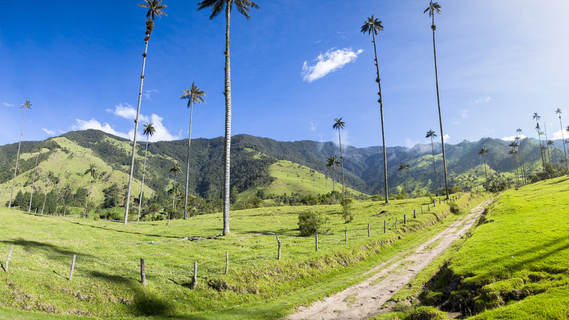 Colombia's Cocora Valley