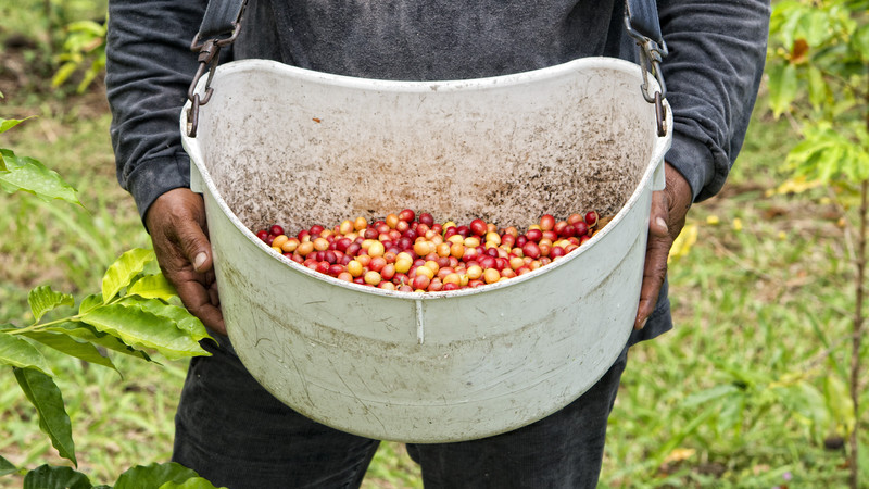 Colombian coffee farmer