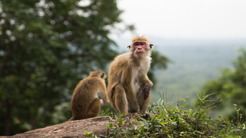 Two monkeys sitting atop a rock.