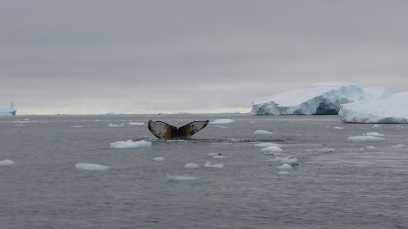 Antarctica